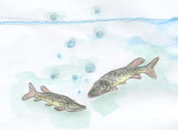 Der Seppl vom Hechtsee